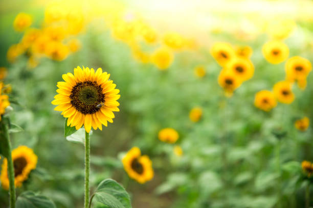 August Sunflowers